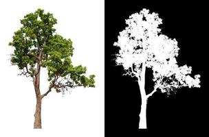 Isolated single tree on white background with clipping path photo