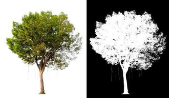 Isolated single tree on white background with clipping path photo