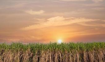 planta de azúcar verde al atardecer foto