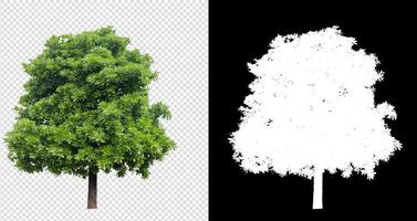 tree on transparent background image with clipping path photo