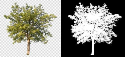 Tree on transparent background picture and alpha channel photo