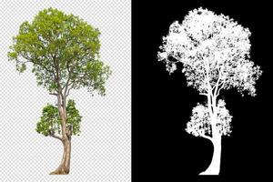tree on transparent background picture with clipping path photo