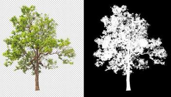 tree on transparent background picture with clipping path photo