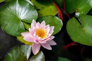 Pink Water Lily photo