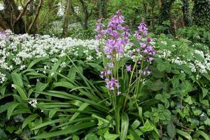 Pink Bluebells Flowering in Cardiff photo