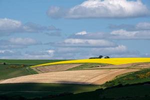 Rapeseed in the Rolling Sussex Countryside photo