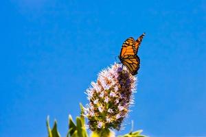 mariposa monarca alimentándose de una flor foto