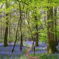 Bluebells in Staffhurst Woods near Oxted Surrey photo