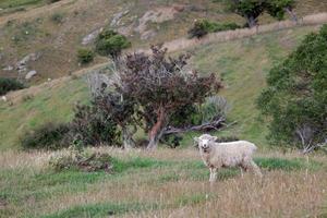 Sheep on the Otago Peninsula in New Zealand photo