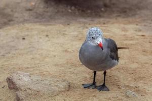 Heermanns Gull at Carmel in California photo