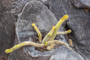 Cactus growing in dead tree trunk photo