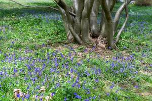 Bluebells in Full Bloom photo