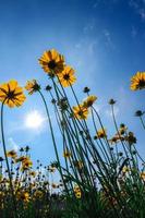 Beautiful sunflowers under the blue sky with sun shines for nature background photo