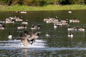 gansos de canadá llegando a un lago en sussex foto