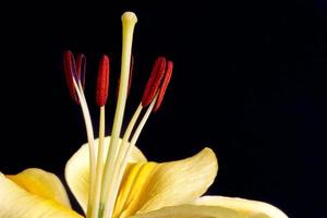 Yellow Lily close up against a dark background photo