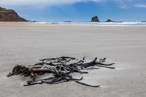 Rama de algas arrastradas a tierra en Sandfly Bay, Isla del Sur, Nueva Zelanda foto