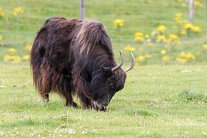 yak pastando en hierba suculenta foto