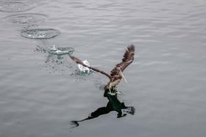 pelícano marrón aterrizando en el mar en monterey foto