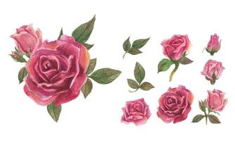 Set of rose watercolor elements. Vector illustration.