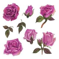 Set of rose watercolor elements. Vector illustration.