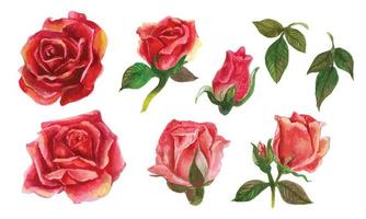 Set of rose watercolor elements. Vector illustration.
