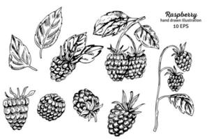 Raspberry vector drawing. Isolated berry branch sketch on white background. Summer fruits engraved style illustration. Detailed hand drawn vegetarian food. Great for label, poster, print.