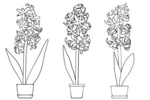 Decorative flowers hyacinth on white background. Hyacinths with pot. vector