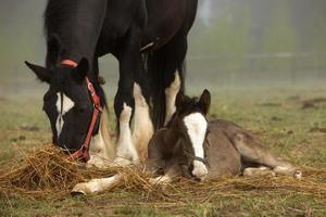 horse and foal lie in the field photo