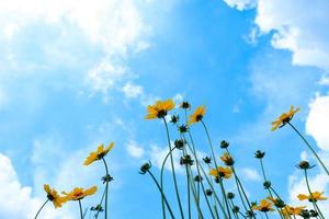 Sunflowers bloom under the beautiful sky and clouds photo