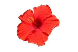 Beautiful Red hibiscus flower isolated on white background with clipping path. photo
