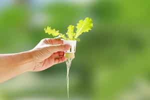 Hand of young man holding a white hydroponic pot with vegetable seedlings growing on a sponge. Grow vegetables without soil concept. photo