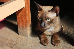 Burmese cat lying under the table on the floor and it is looking at something. photo