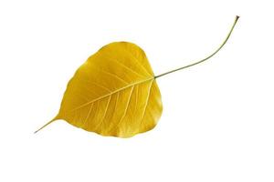 Yellow bodhi leaves isolated on white background. photo