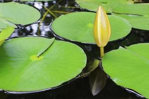 Lotus bud with green leaves in the lake. photo
