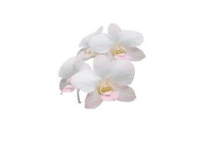 White orchid flower bouquet isolated on white background with clipping path. photo