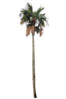 Palm tree isolated on white background. photo