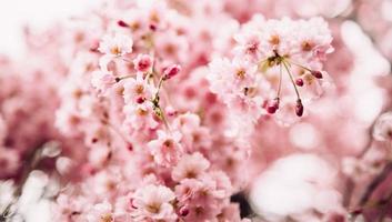 Spring background, beautiful cherry and apple blossoms in early spring