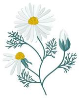 Vector isolated illustration of camomile flowers on a stem with leaves.