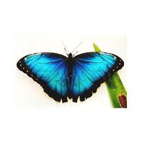 colorful butterfly lonely on a white background. photo