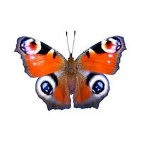 colorful butterfly lonely on a white background. photo