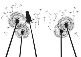 Vector illustration of Dandelions.