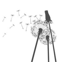 Grey dandelions and graphic element. Vector Illustration.
