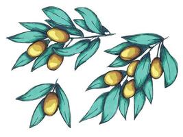 Vector illustration of olive branch. Colorful hand drawn eco food clipart isolated on white background. For print, web, design, decor.