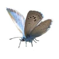 colorful butterfly lonely on a white background. photo