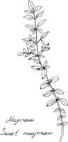 A sketch of a sweet marjoram branch with leaves, handwritten name. There are layers of fill and lines. Easy to edit for any your project. Vector illustration.