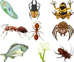 Different kinds of insects and animals on white background vector