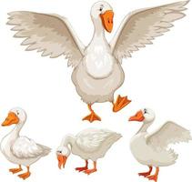 Set of white ducks on white background vector