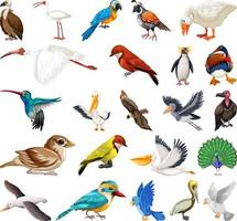 diferentes tipos de colección de aves vector