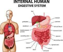 Diagram showing internal human digestive system vector