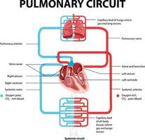 Diagram showing pulmonary circuit vector